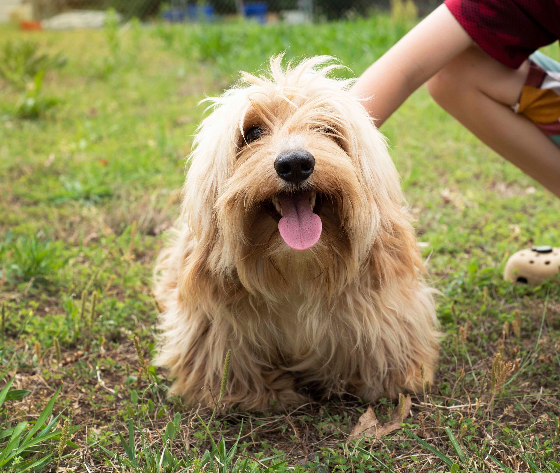 Brown long-haired dachshund with a curious expression in a grassy park, wearing a collar.