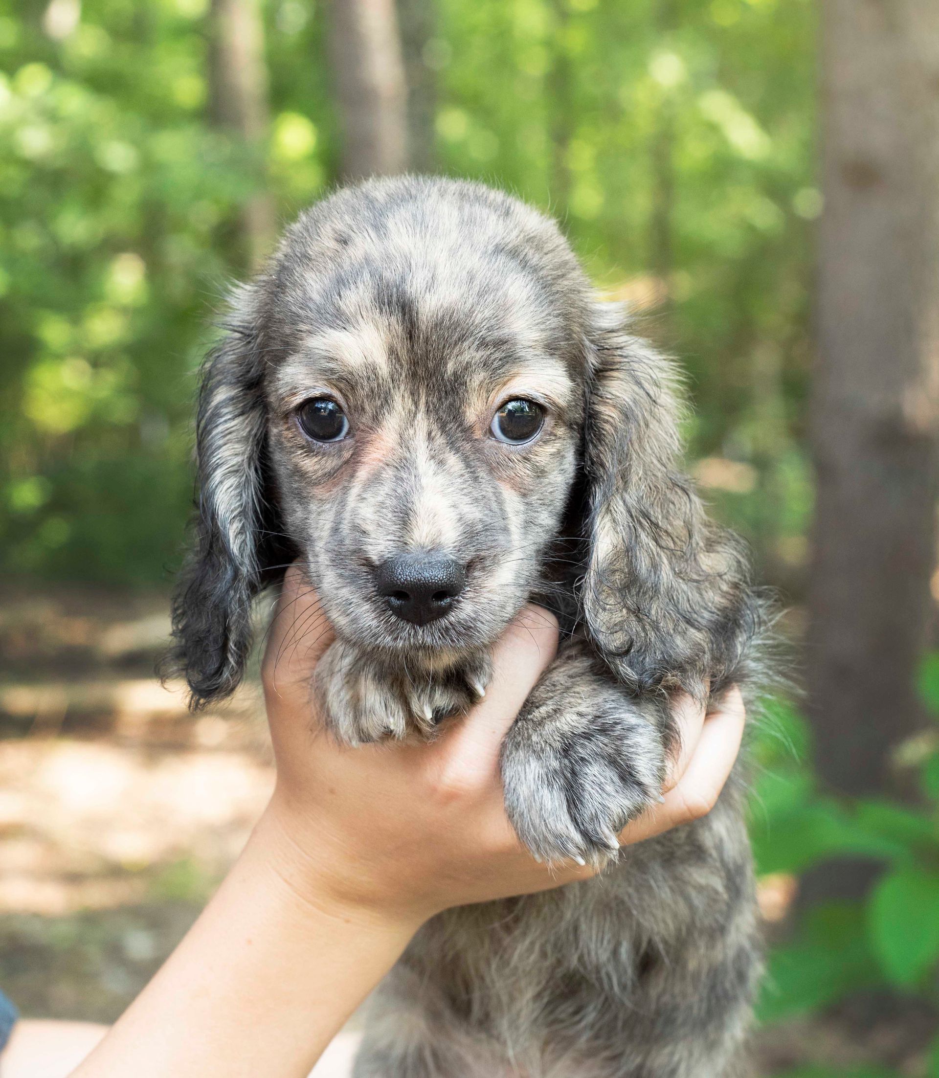 Black and tan dachshund puppy sitting on a light blanket with its tongue out, in a bright room.