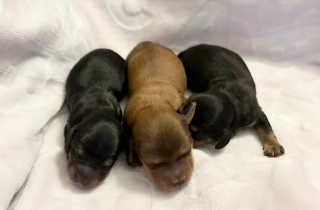 A small black and tan dachshund puppy being held by a person's hands.