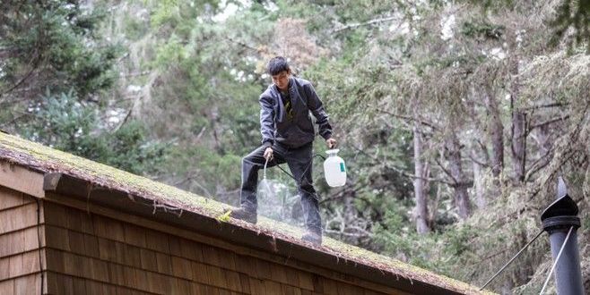 Moss removal on roof begins with an algaecide application..