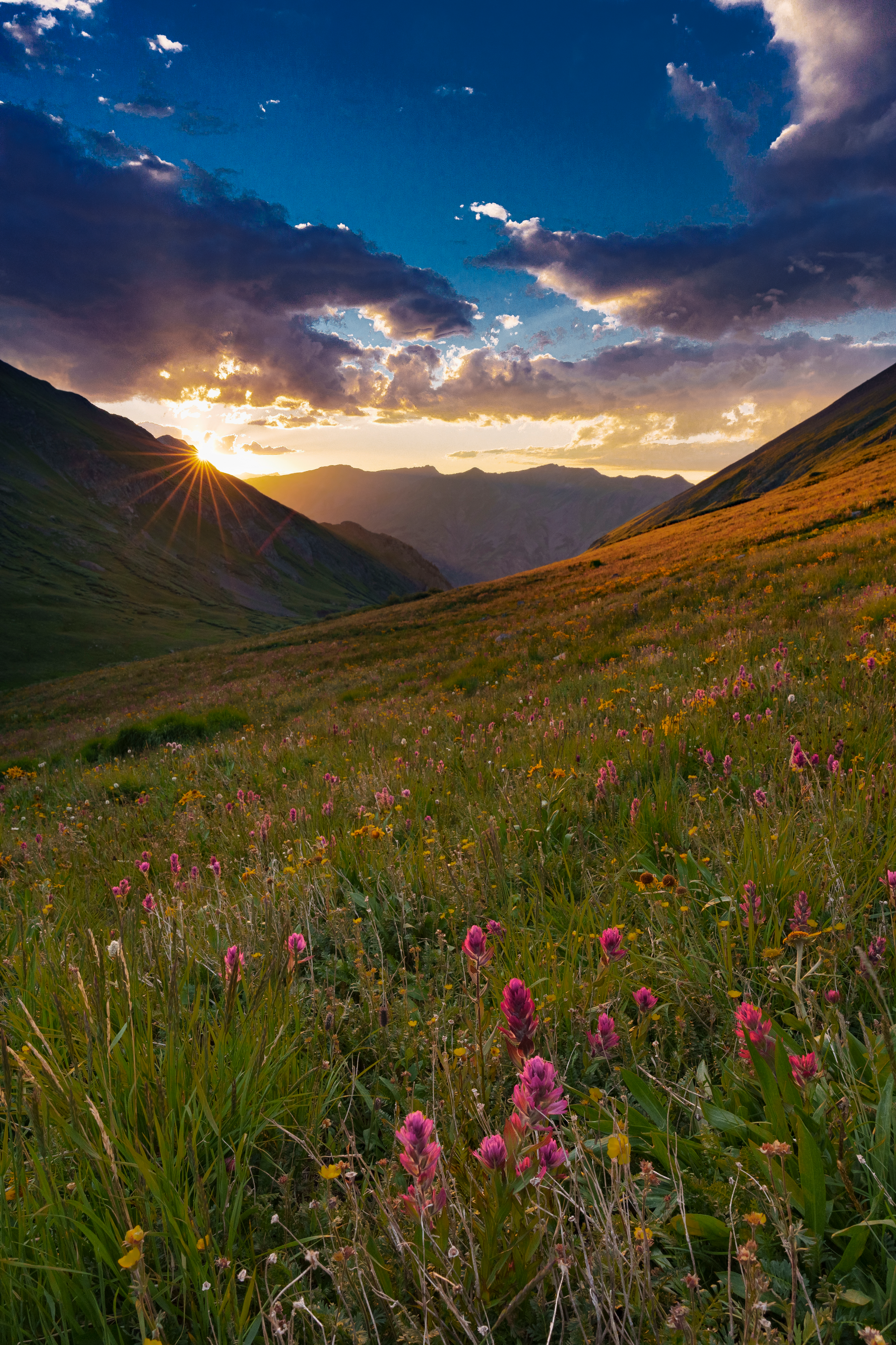 The sun is setting over a field of flowers in the mountains.