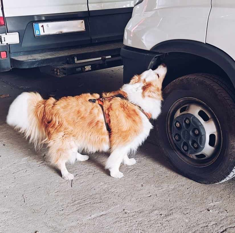 geur lokaliseren met rottweiler