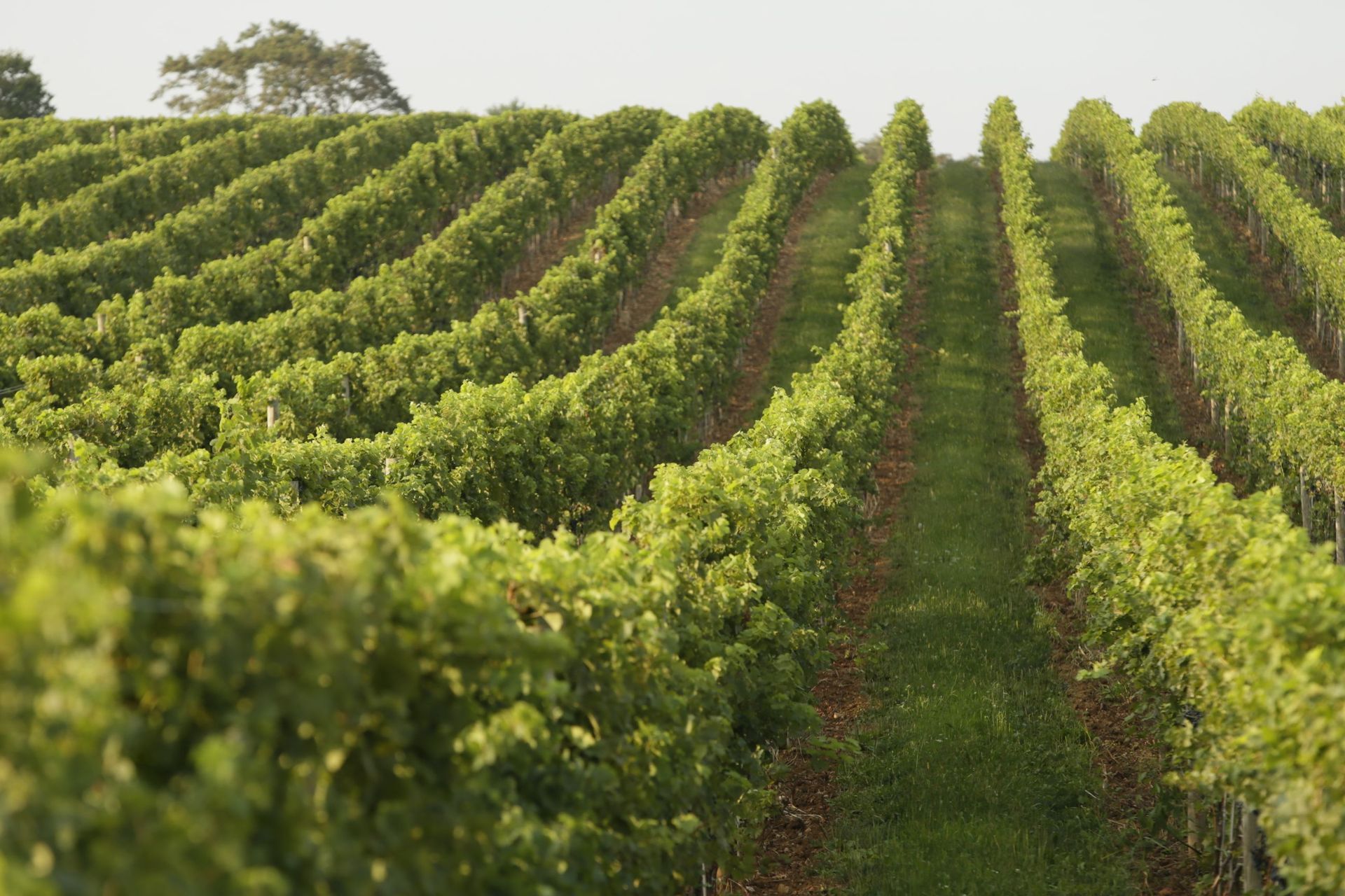 Rows of vines growing on a hillside in a vineyard