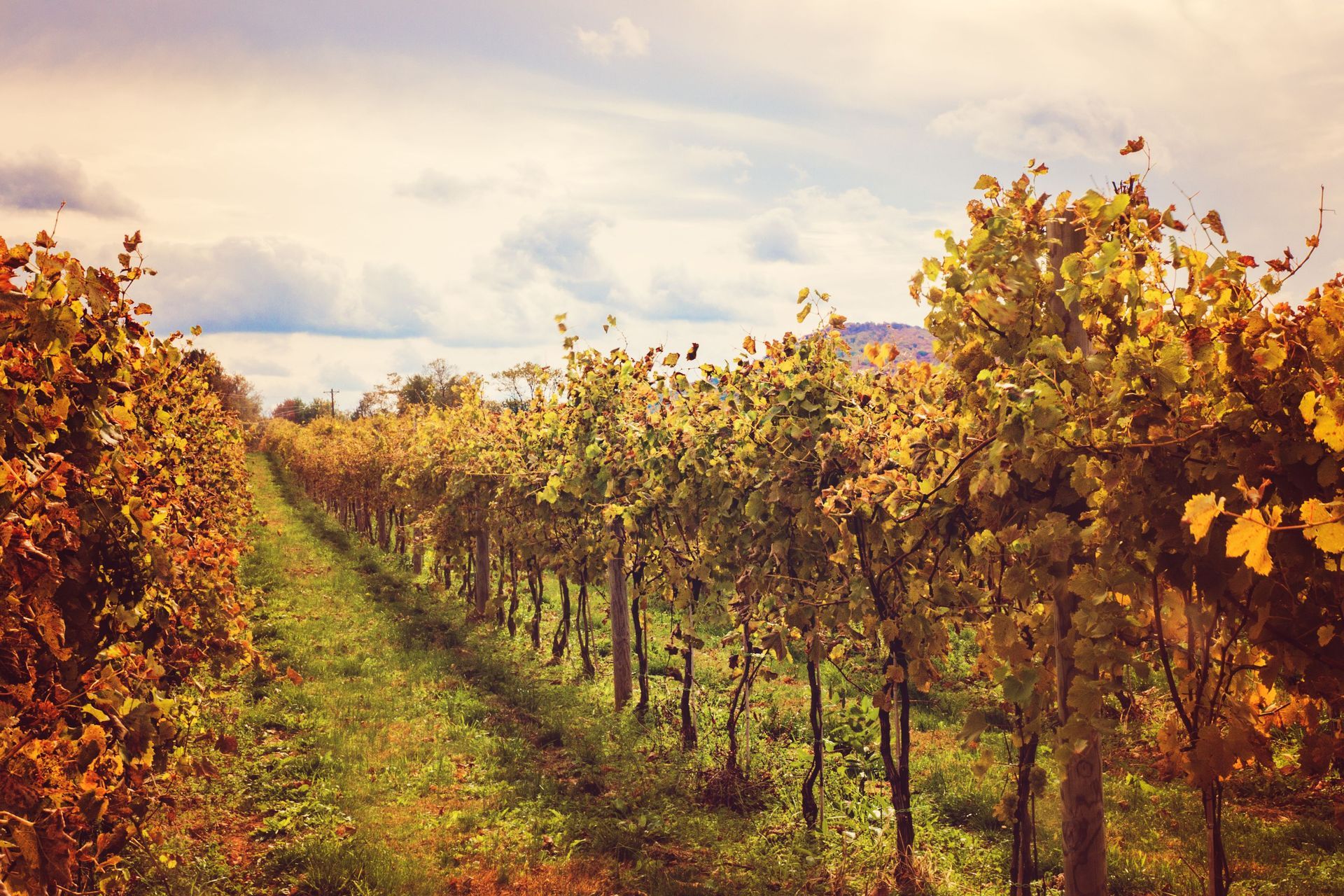 A row of trees with yellow leaves in a vineyard