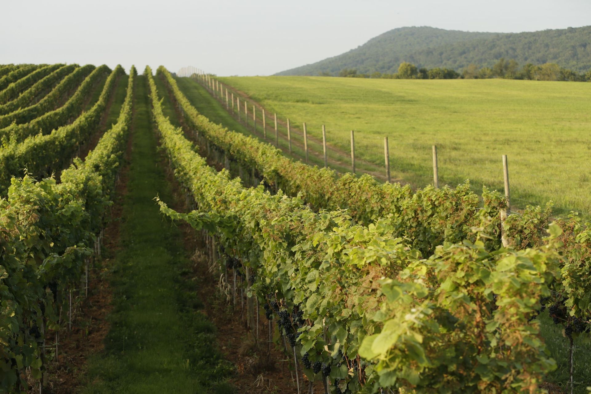 A vineyard with a fence and mountains in the background