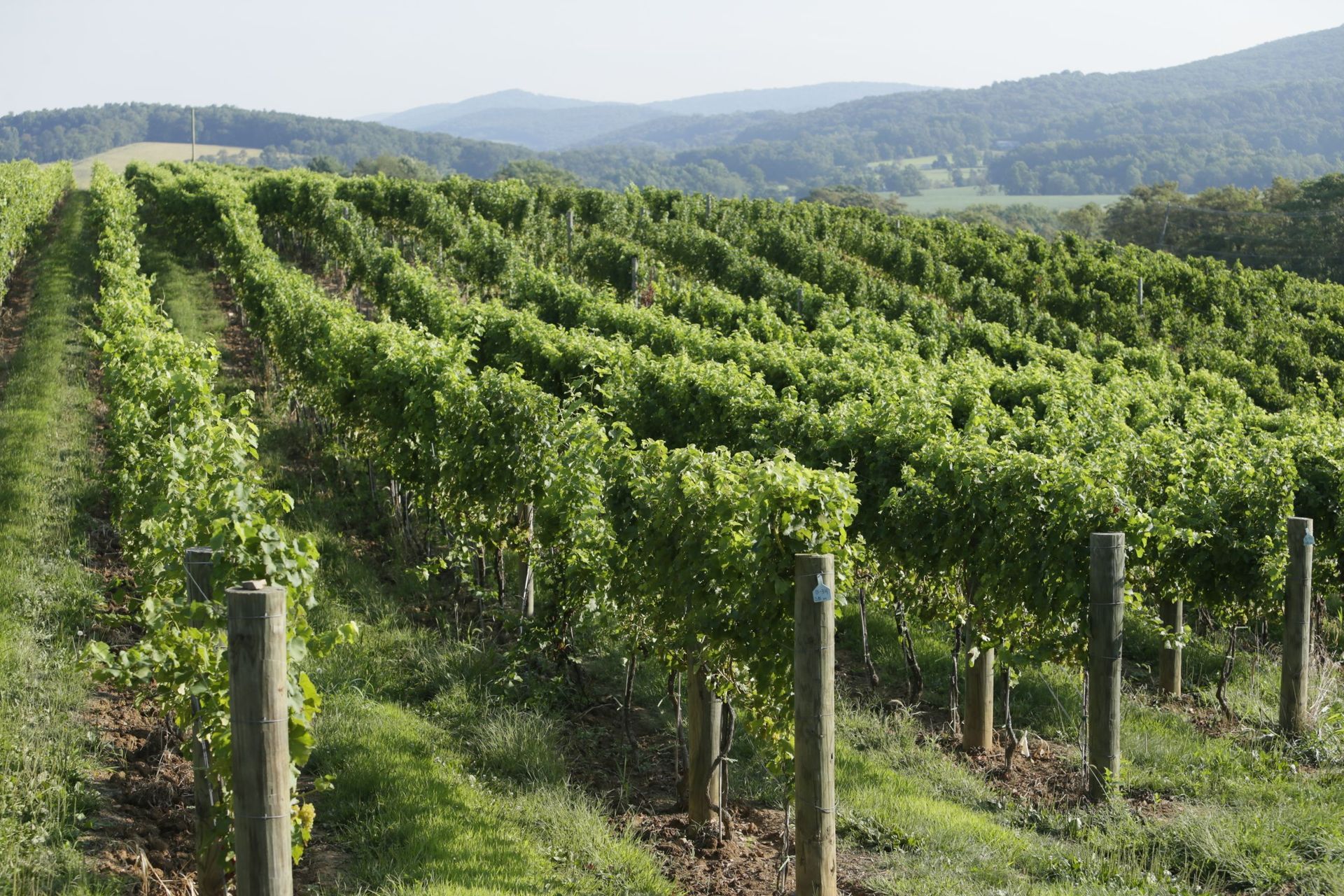 Rows of vines growing in a vineyard with mountains in the background