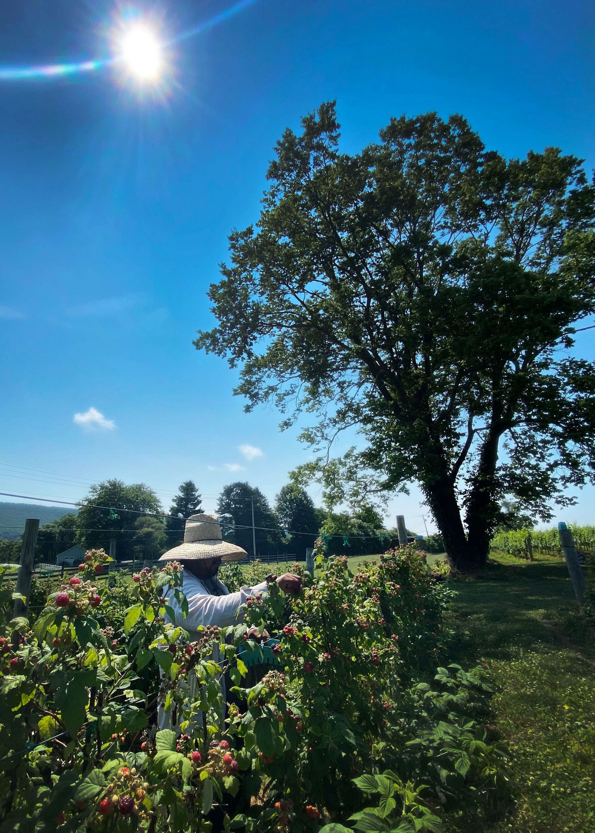 A man in a straw hat is standing in a field with a tree in the background.