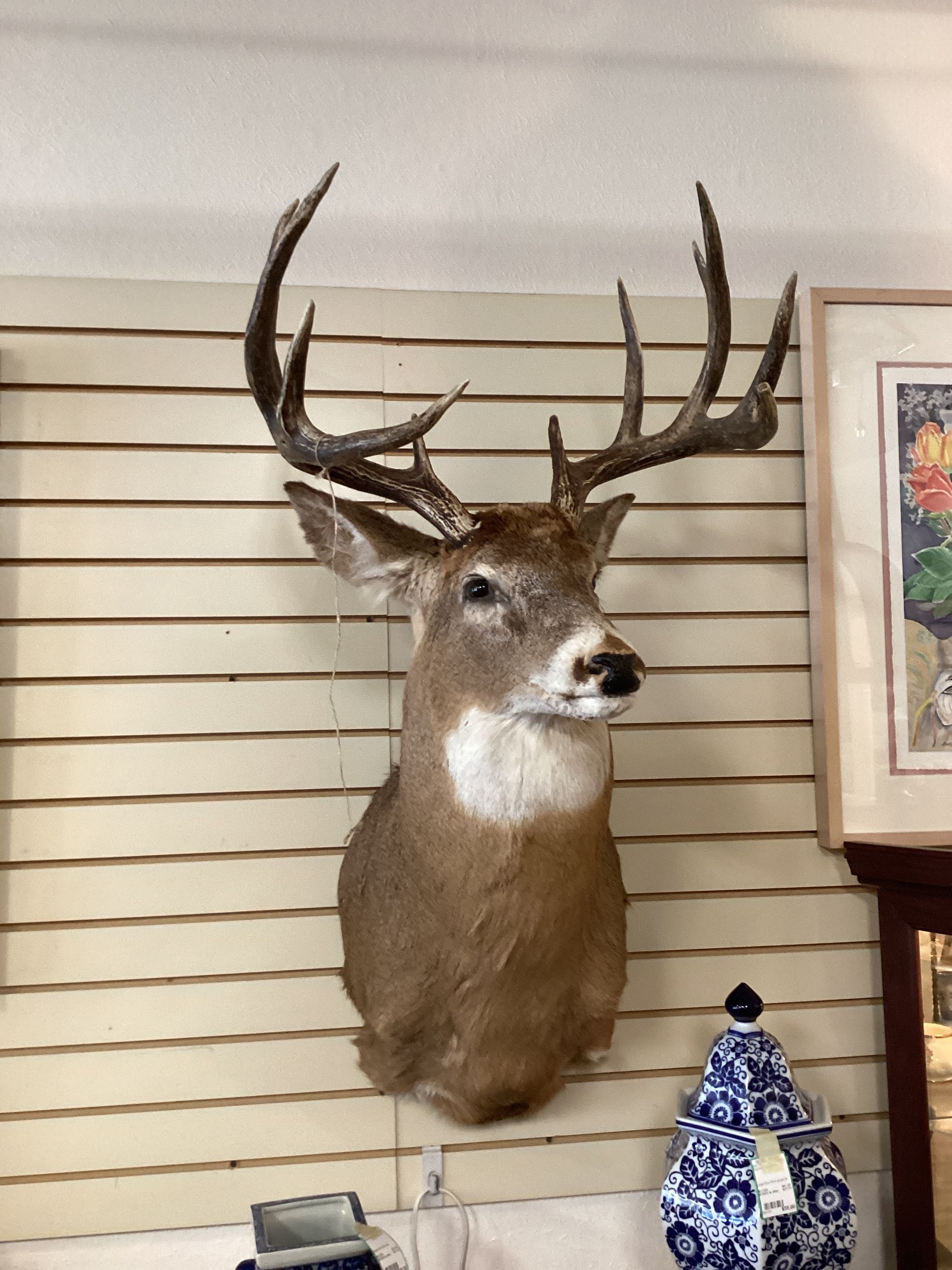 Canada Whit Tail Deer Mount