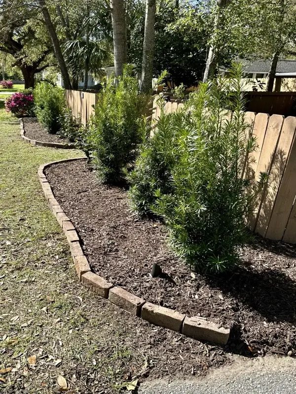 A landscaped garden bed with mulch, small evergreen shrubs, and wooden edging next to a fence.