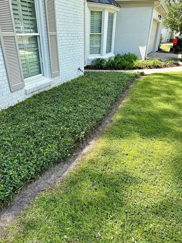 A low-growing green ground cover borders a house with white brick and shutters, next to a lawn.