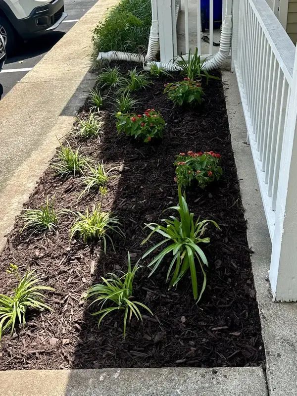 Flower bed with green plants and red flowers mulched with dark brown wood chips, next to a white railing.