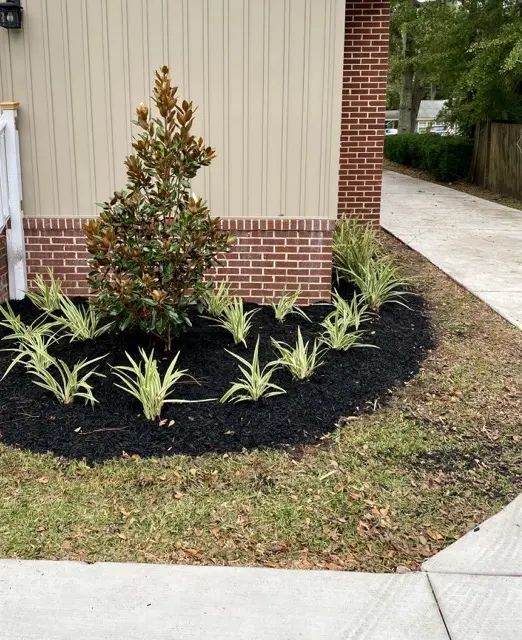 A landscaped garden bed with dark mulch, featuring green and white plants and a small tree, next to a building and sidewalk.