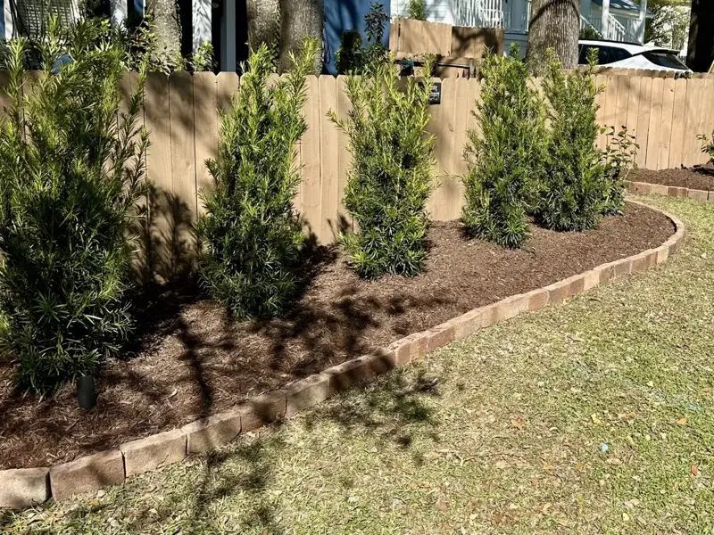 A landscaped garden bed with four evergreen shrubs, brown mulch, and brick edging against a wooden fence.