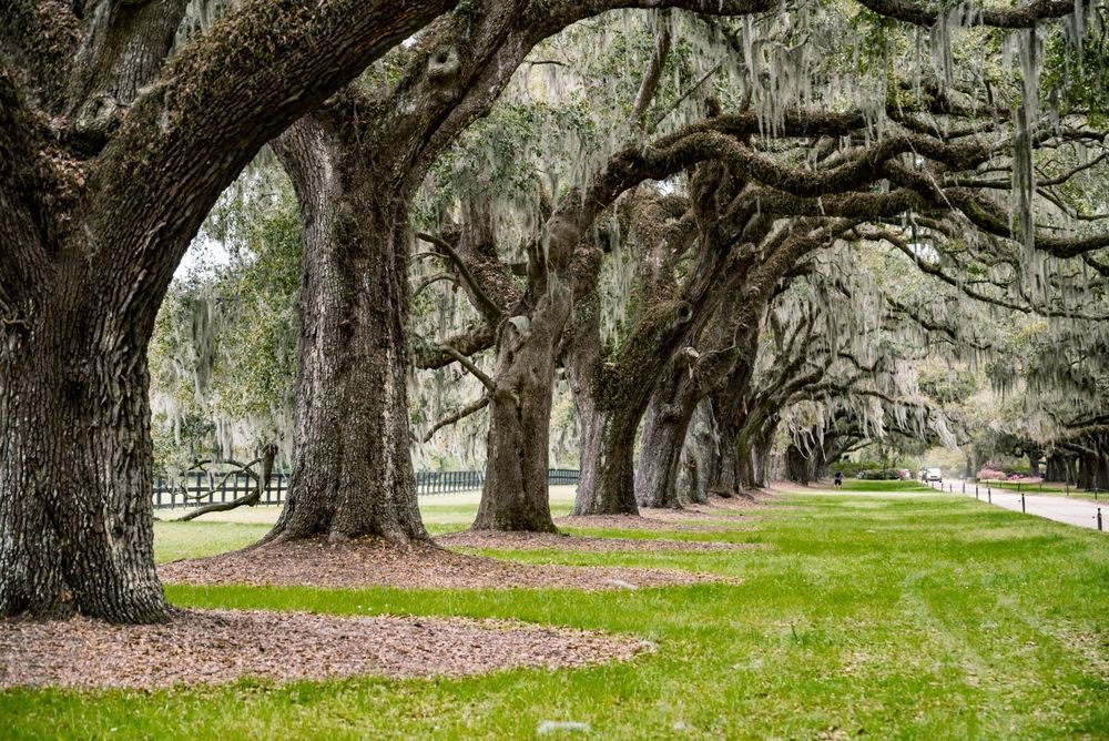 Row of large oak trees with Spanish moss, lining a green lawn.