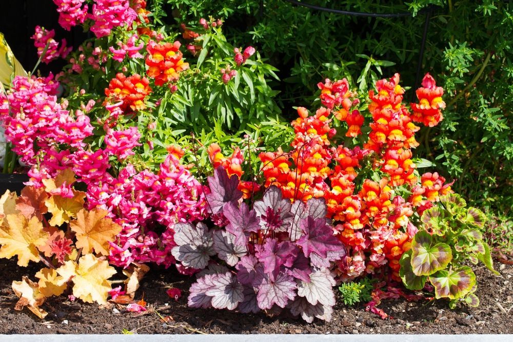 Colorful flower bed with orange and pink snapdragons and purple foliage.