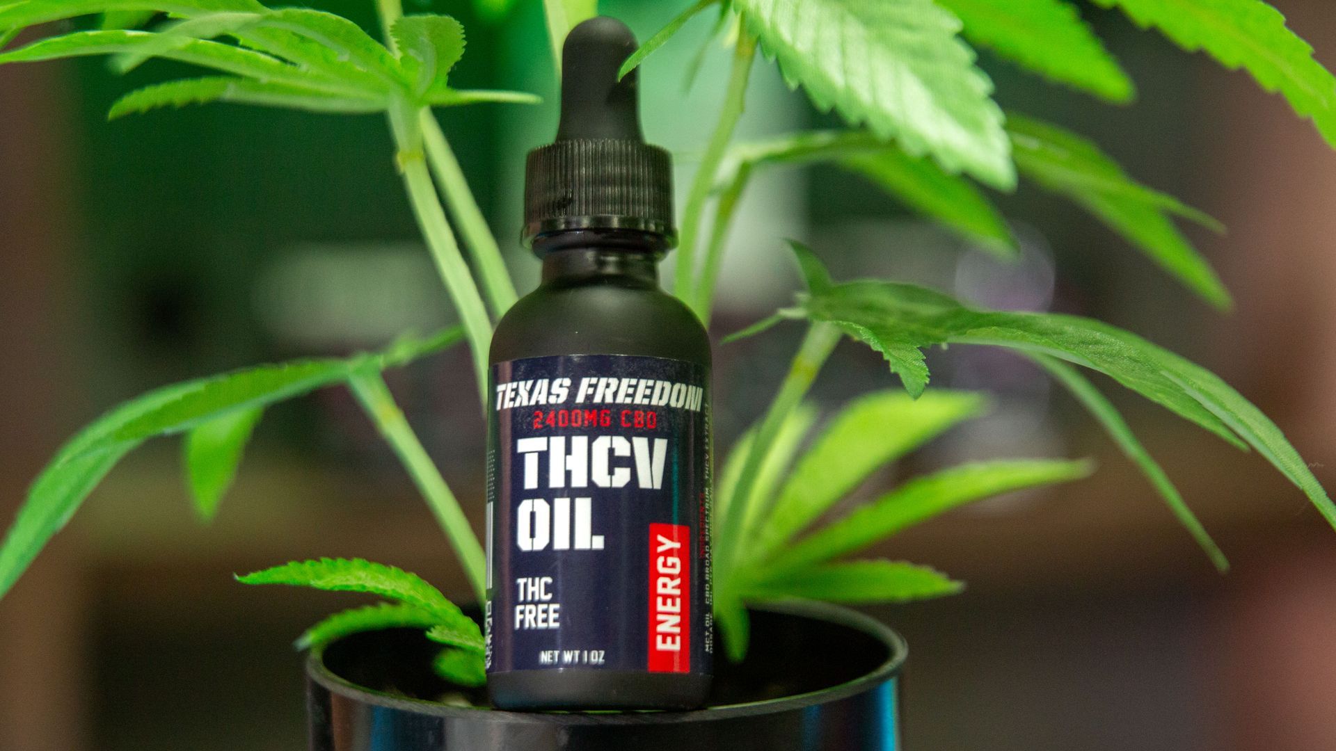 Bottle of THCv Oil sitting on a pot of cannabis
