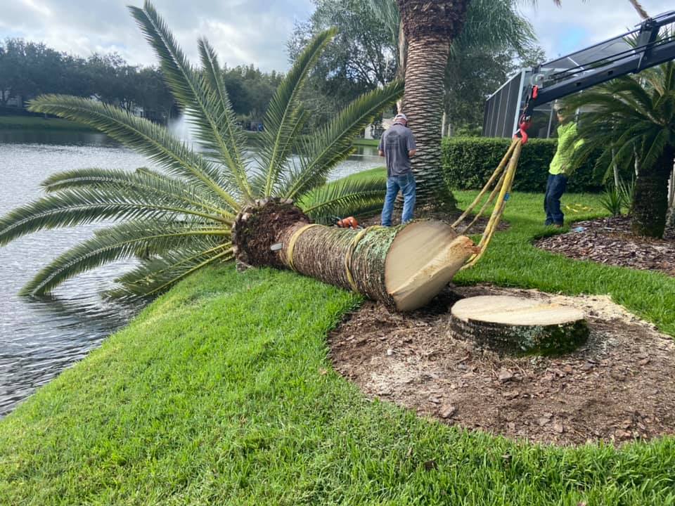 Palm Tree removal | Land O Lakes, FL | Stumped Up