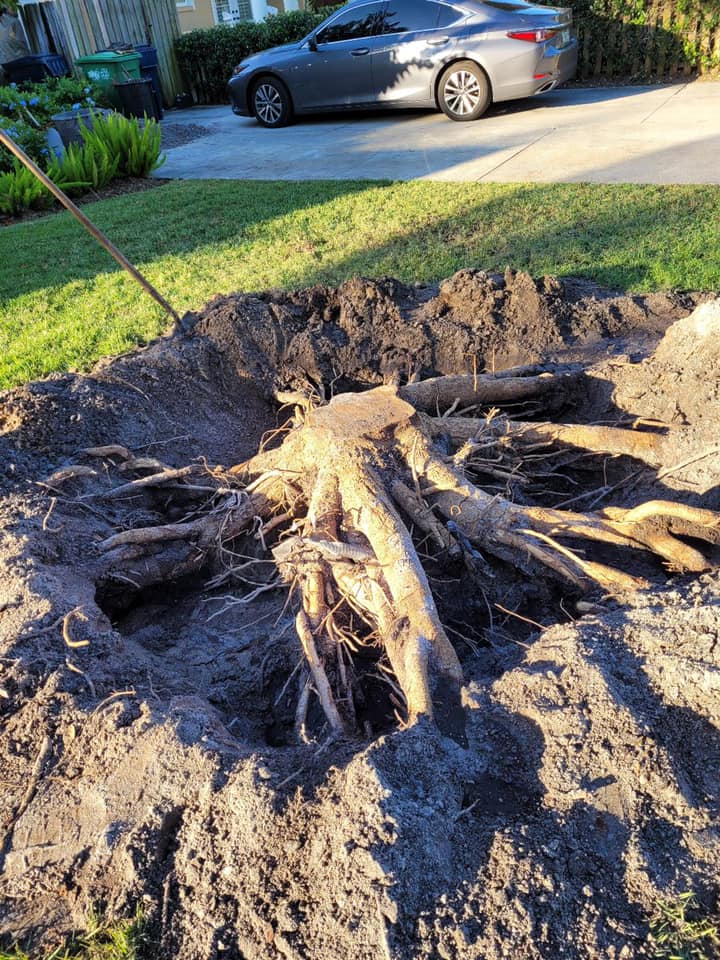 A large tree root system exposed in a dug pit, with a car and lawn in the background.