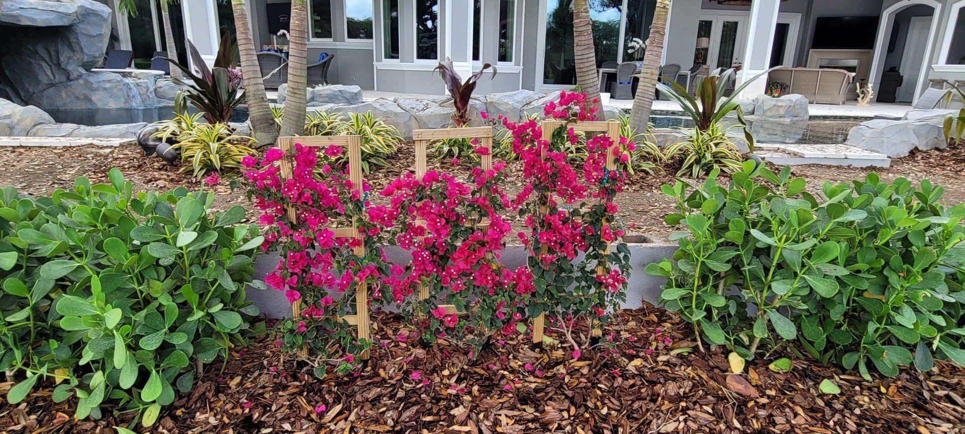 Pink flowering bougainvillea supported by wooden trellis in garden bed. Green shrubbery on either side.