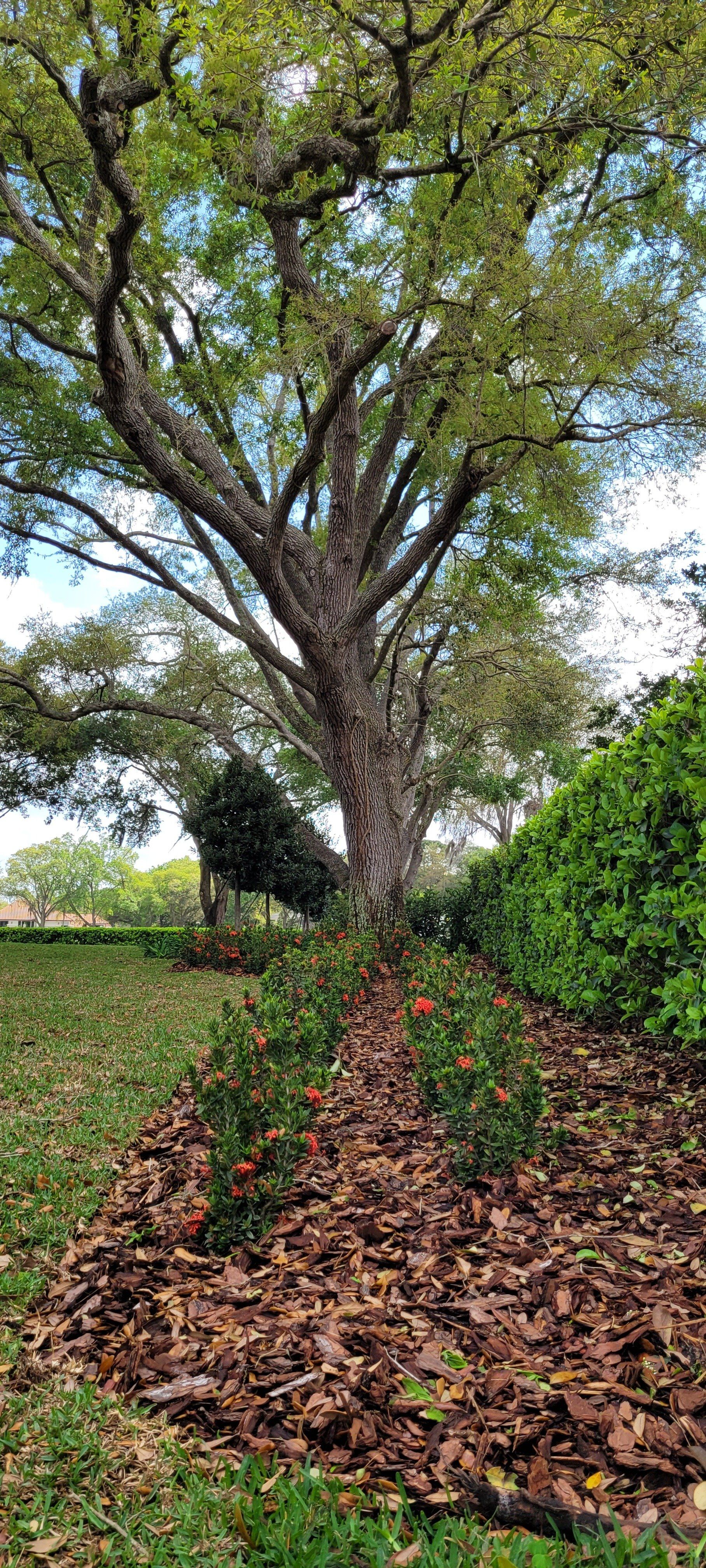 A large tree with a thick trunk and leafy branches, set against a blue sky. Brown mulch covers the base of the tree.