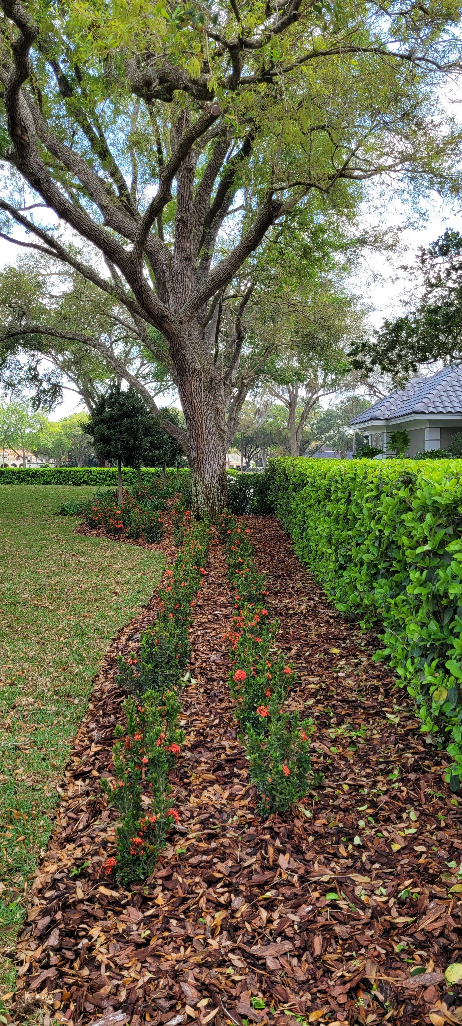 A large tree with a brown trunk stands in a yard with green grass and a brown leaf-covered bed with hedges.