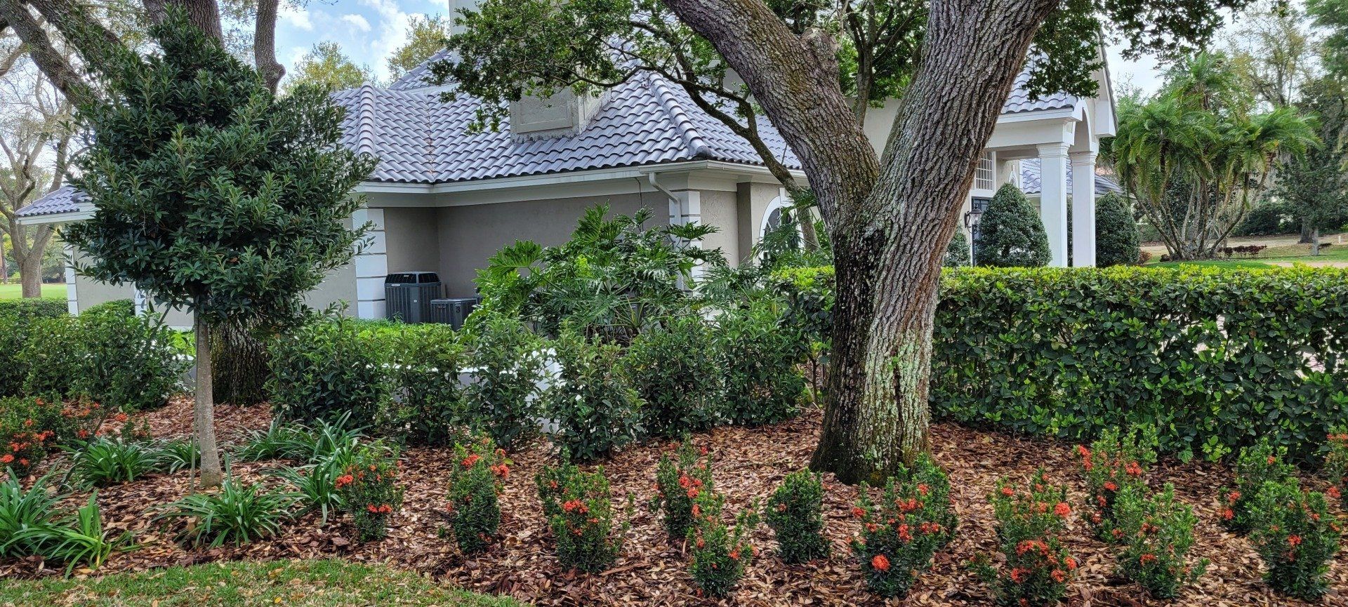 A landscaped yard with a tree, bushes, and a house in the background.