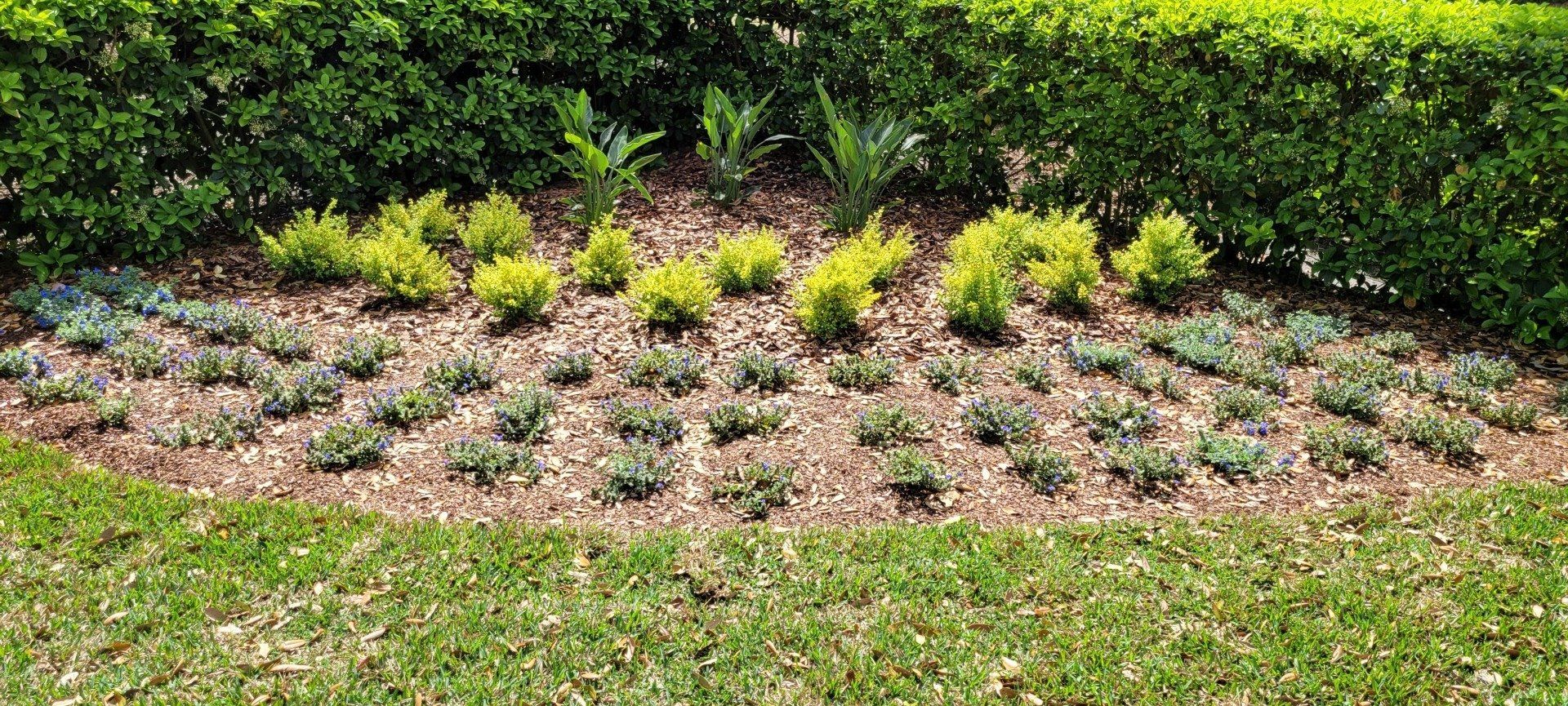 A flower bed with various green plants in front of a green hedge and grass.