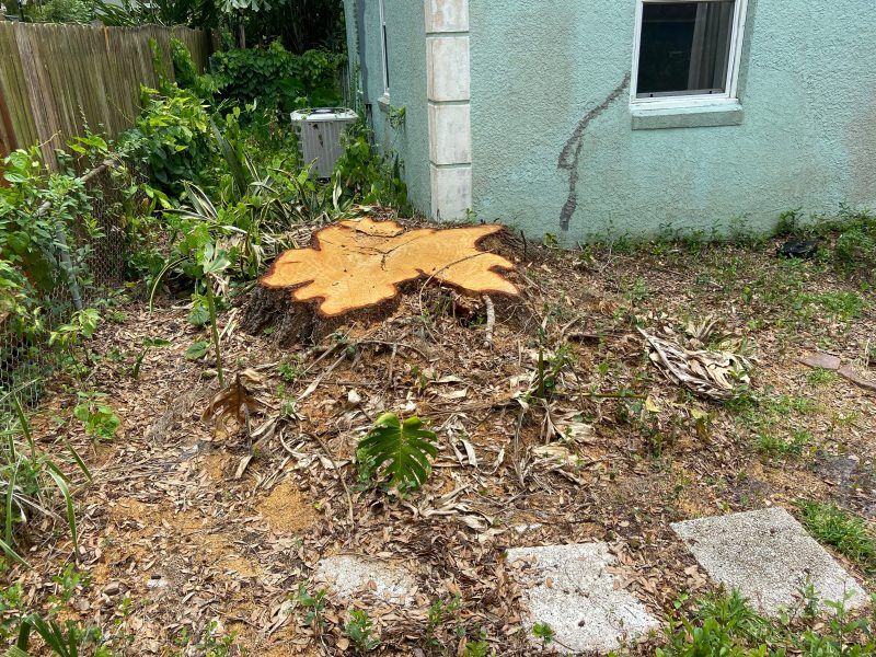 Stump grinding | Land O Lakes, FL | Stumped Up