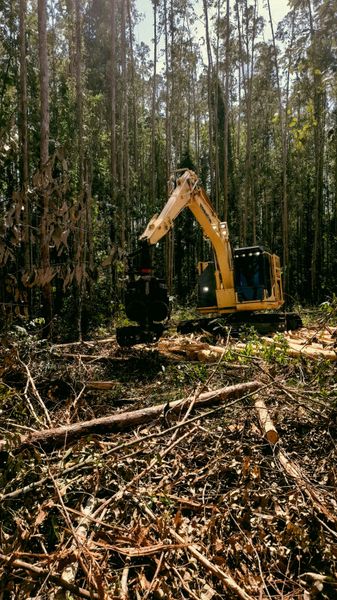 Yellow forestry excavator felling trees in a forest clearing.