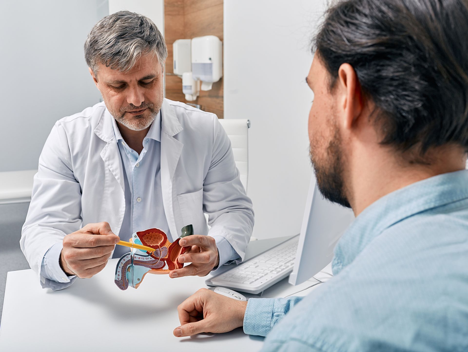A doctor is holding a model of the male reproductive system while talking to a patient.