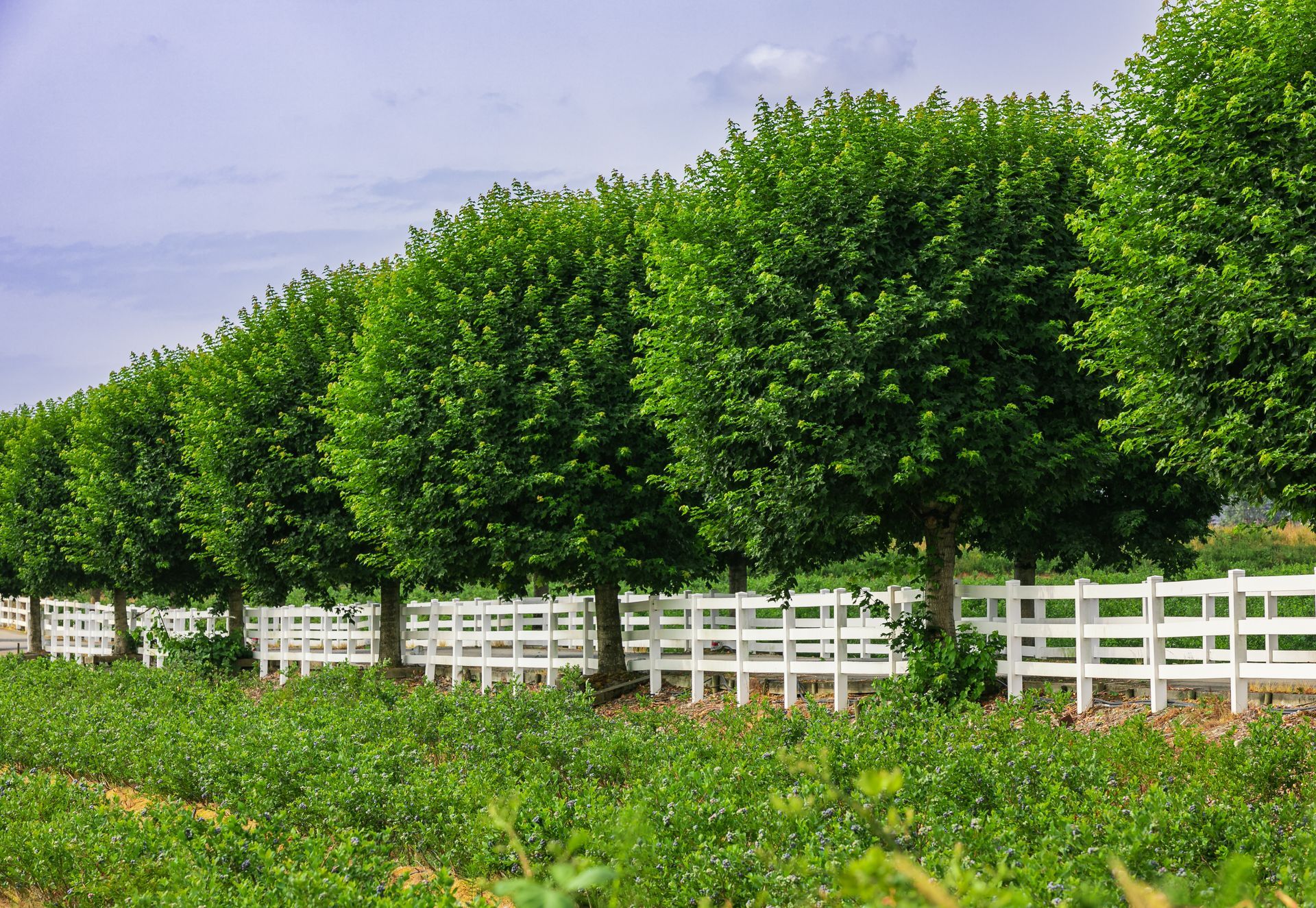 tree trimming services hanover, pa