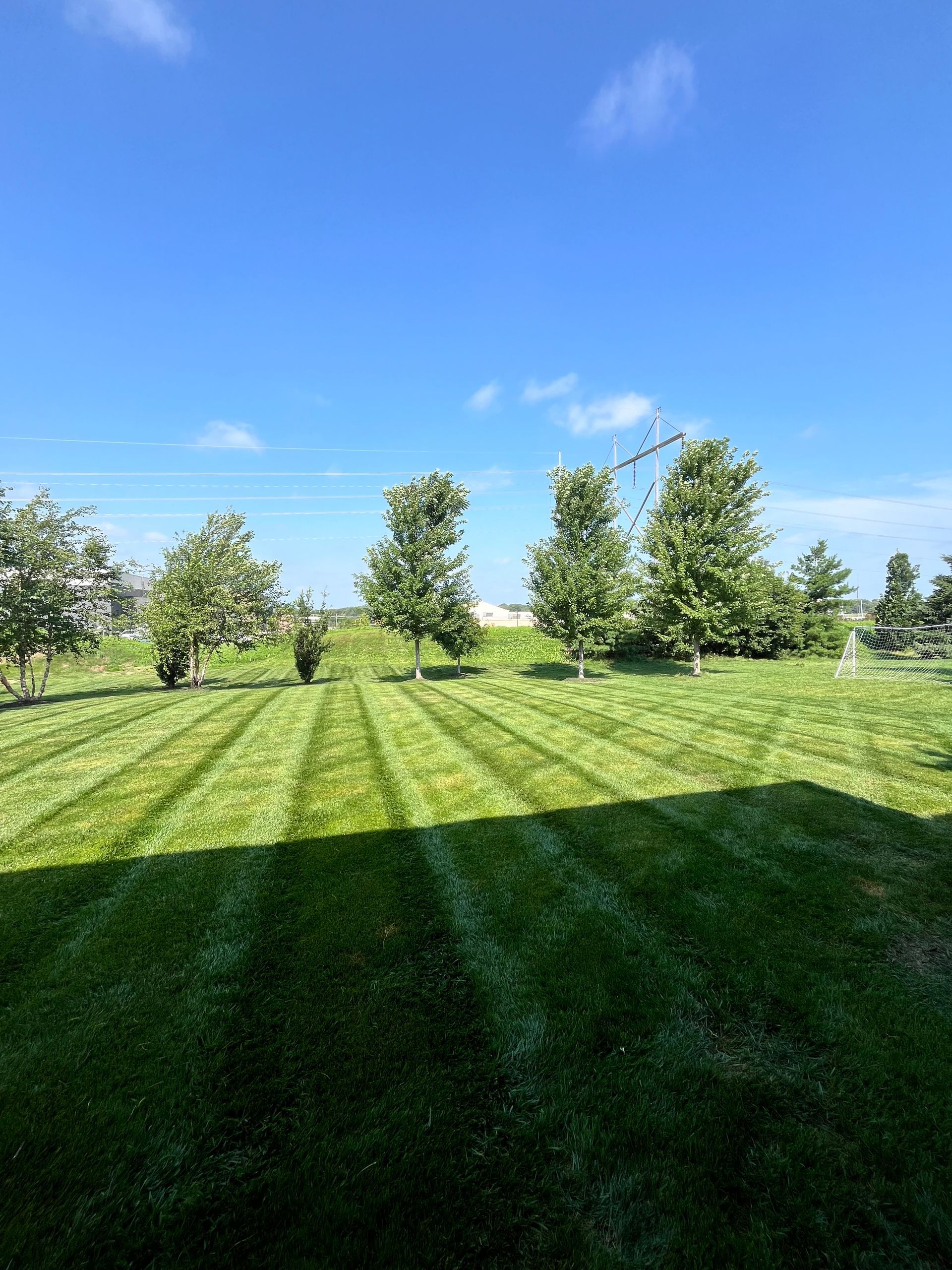 A lush green lawn with trees in the background on a sunny day.