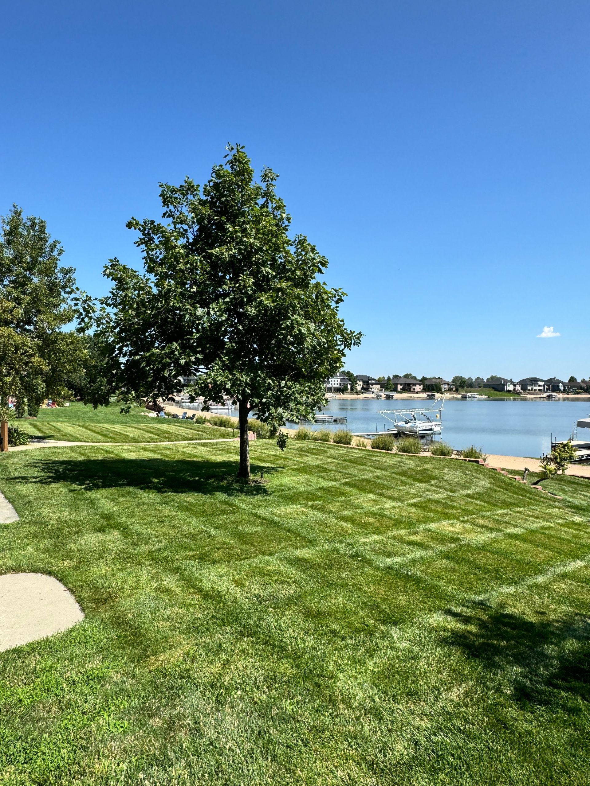 A park with a lake in the background and a tree in the foreground.