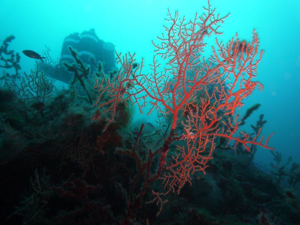 Hellas Underwater Explorers / George Petrou