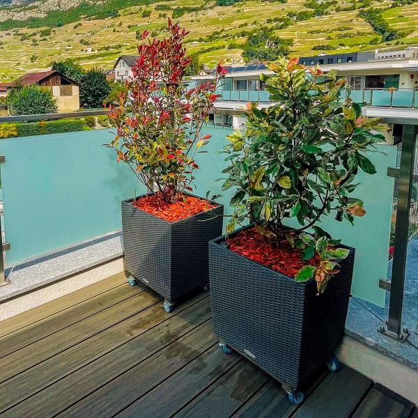 Deux plantes en pot sur un balcon avec une balustrade en verre