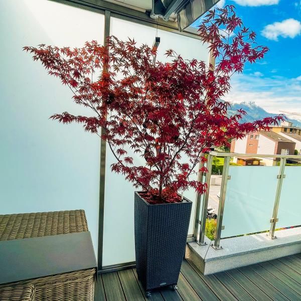 Un arbre en pot avec des feuilles rouges est sur un balcon