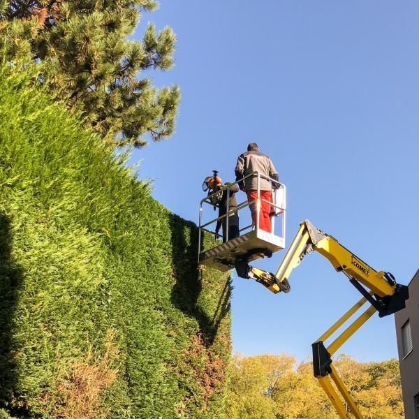 Un homme dans un seau coupe une haie