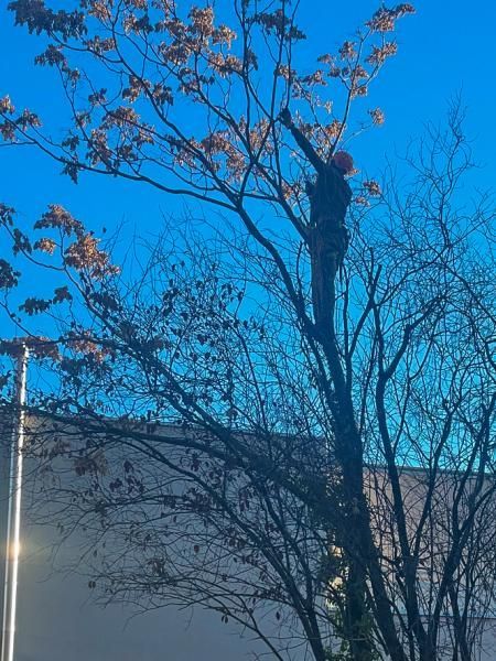 Un homme coupe un arbre avec une tronçonneuse devant un bâtiment.