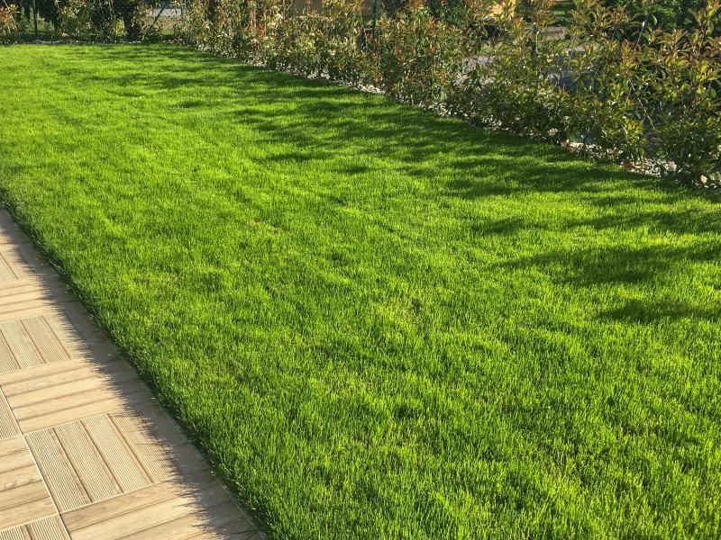 Une pelouse verte luxuriante avec une passerelle en bois en arrière-plan.