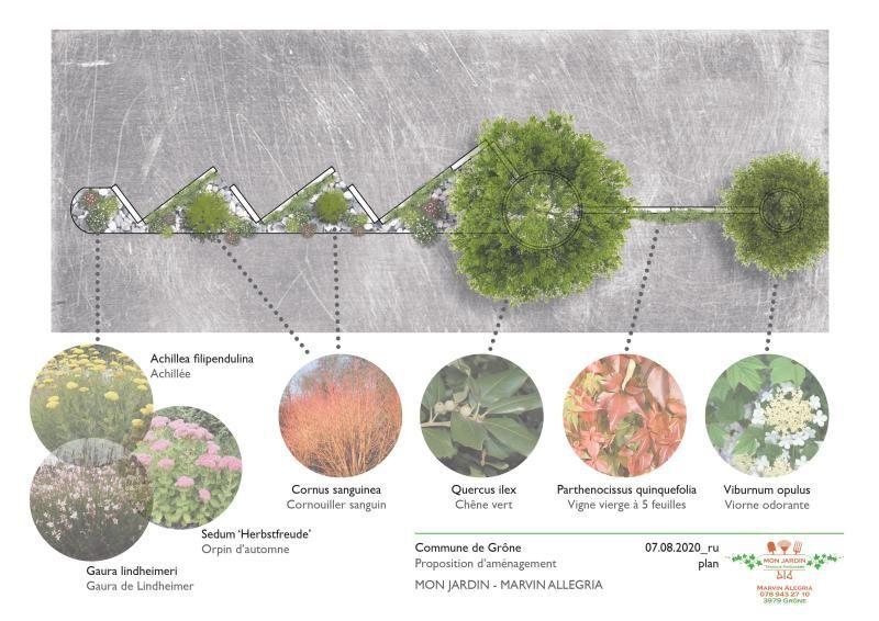 Un dessin de différents types de plantes et d'arbres