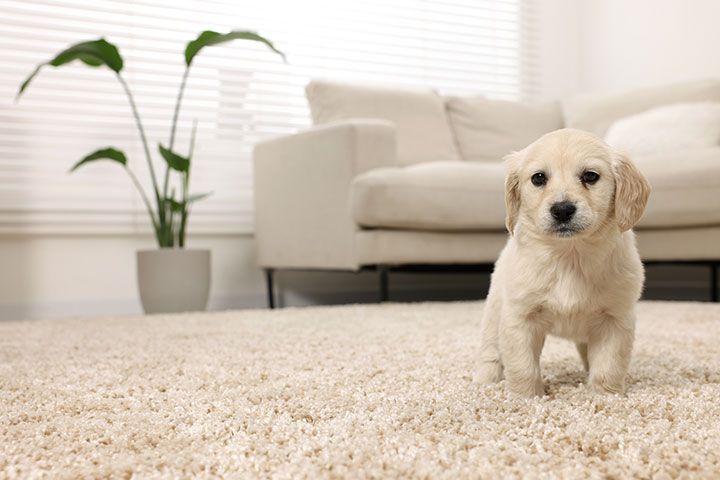 Cute little puppy on beige carpet at home.