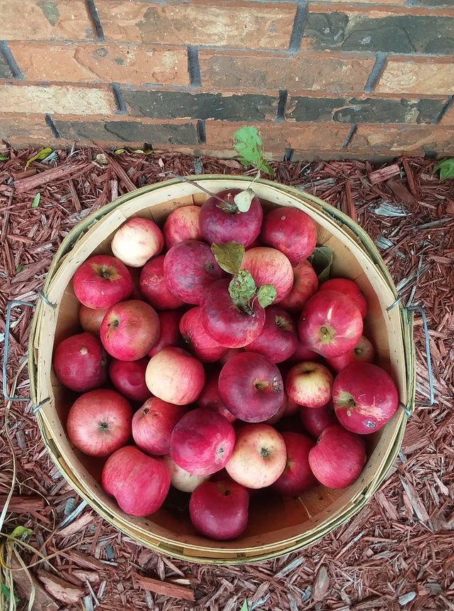 Organic Just Apples