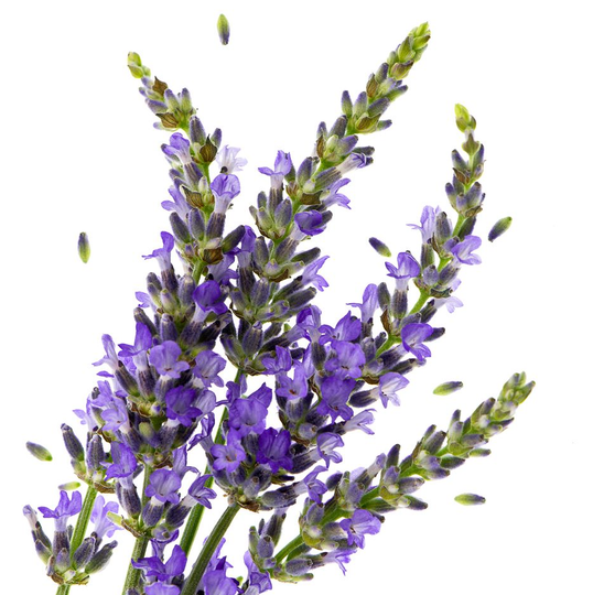 Lavanda
