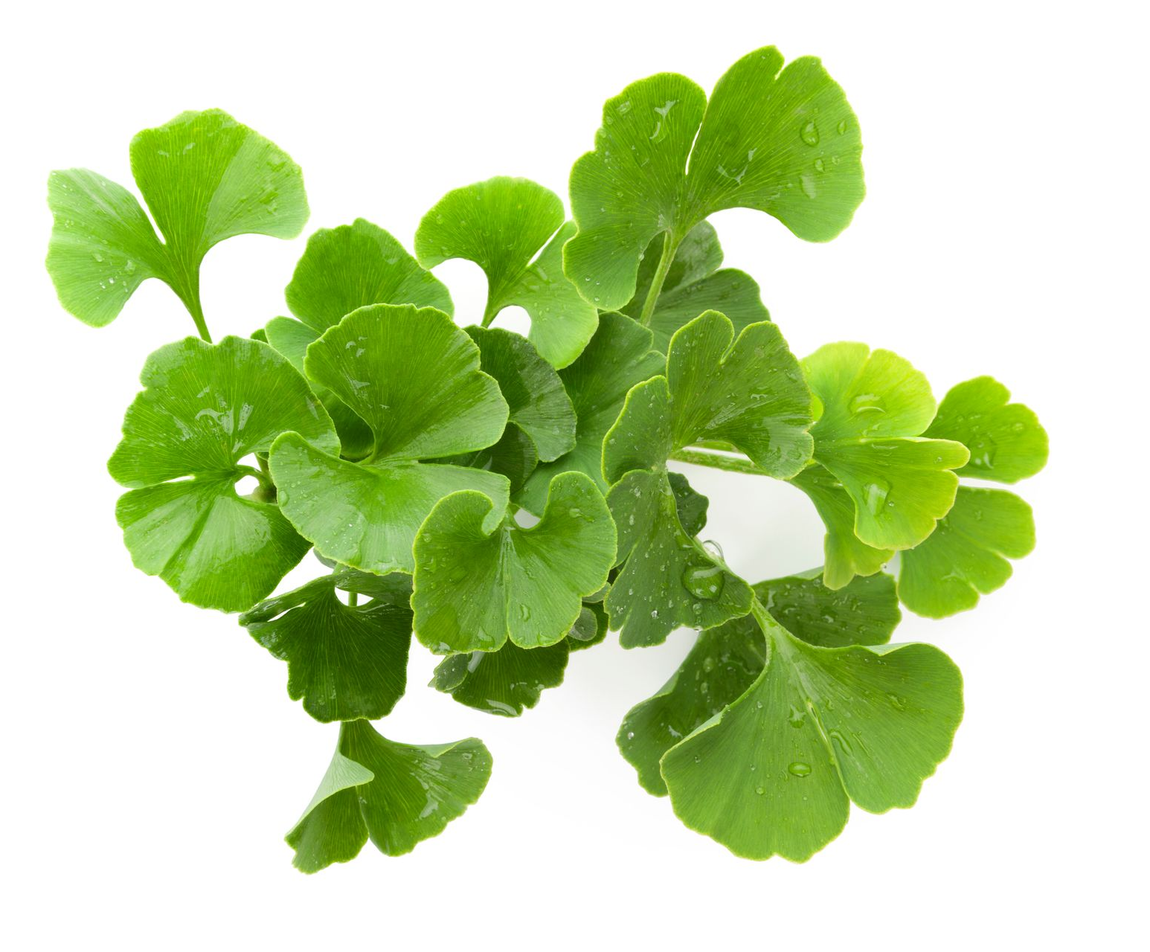 Foglie di Ginko Biloba