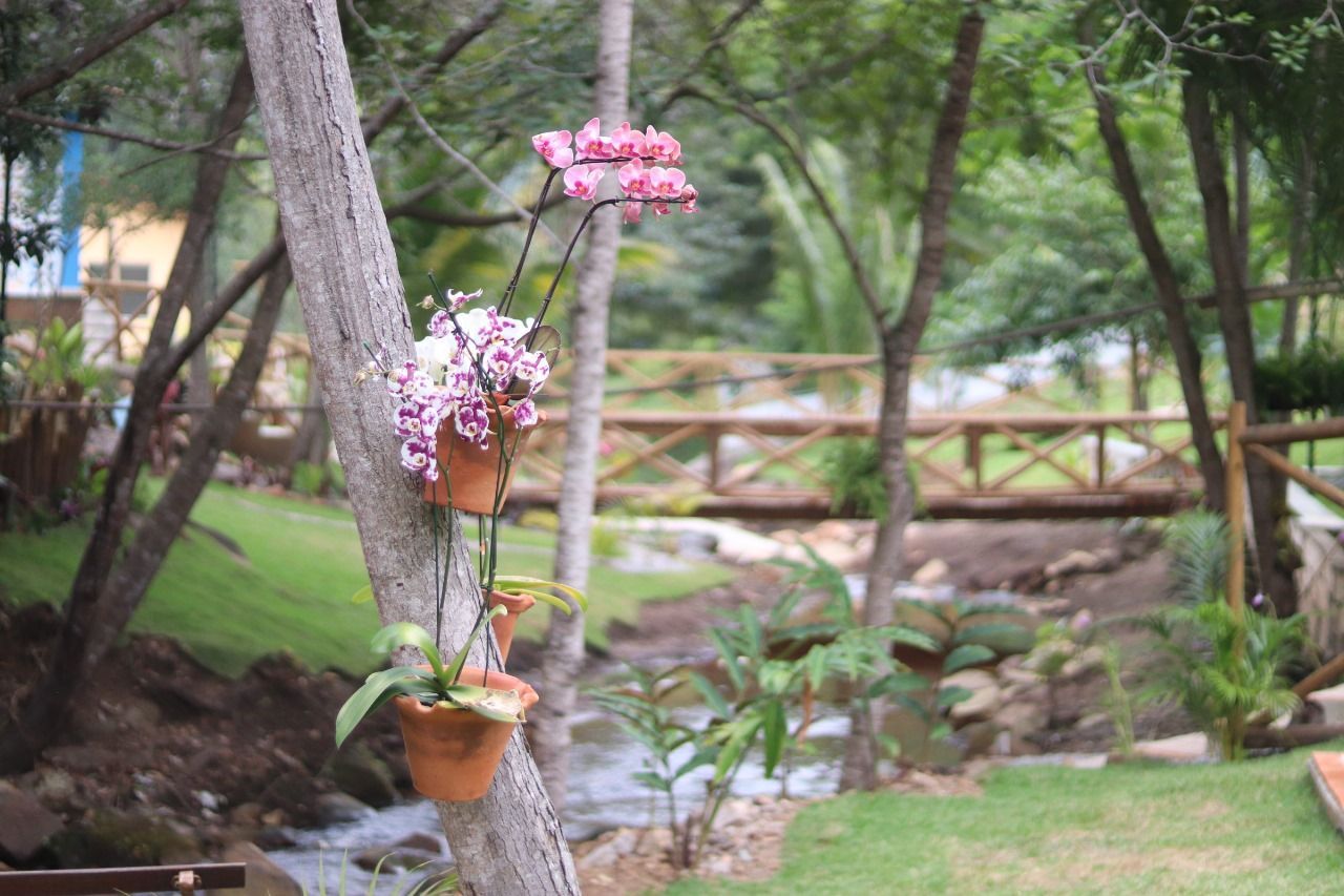Uma árvore com flores roxas penduradas em frente a um rio.