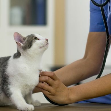 Veterinary Consultations and Surgery | Caringbah, NSW | Caringbah Veterinary Hospital Veterinary Consultations and Surgery | Caringbah, NSW | Caringbah Veterinary Hospital