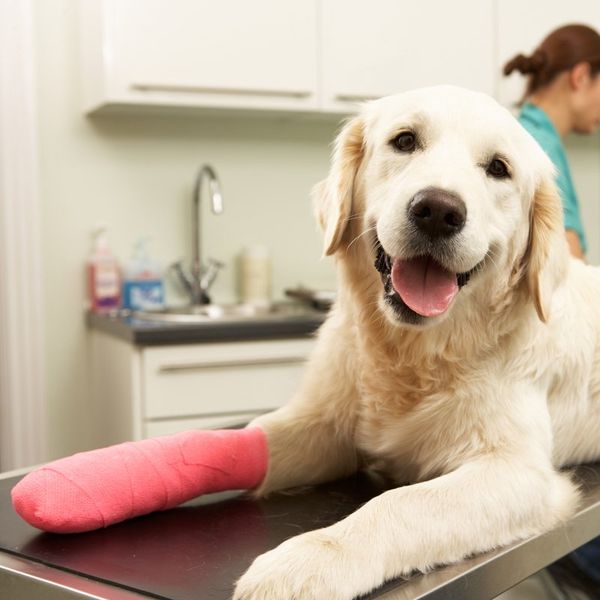 Dog Orthopaedic Surgery Service — Caringbah, NSW — Caringbah Veterinary Hospital