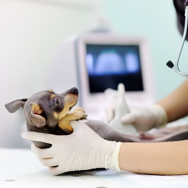 Dog Radiology & Diagnostic Service — Caringbah, NSW — Caringbah Veterinary Hospital