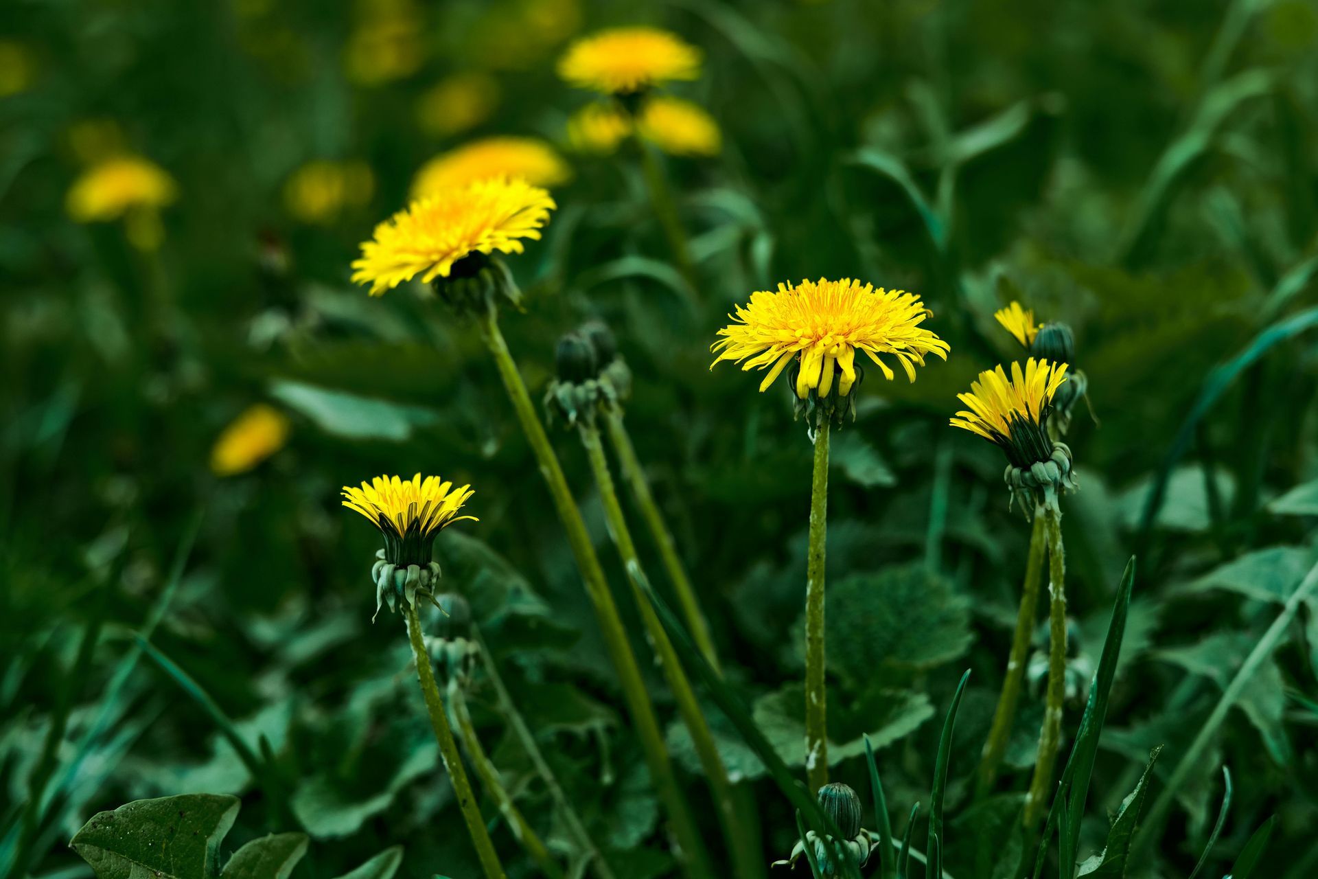 A cluster of bright yellow dandelion flowers blooming in a lush, green grassy meadow.