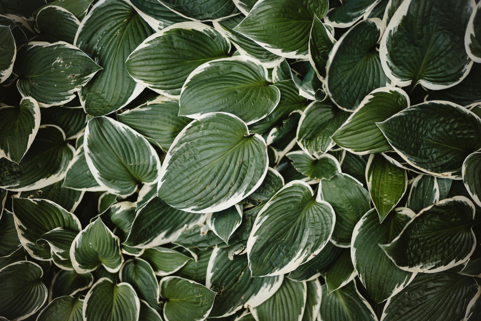 A close-up view of dark green Hosta leaves with distinct white edges, overlapping to create a dense, textured pattern.